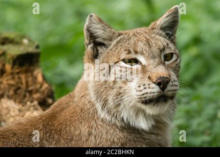 lynx im Wald Stockfoto