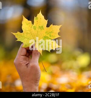 Hand gelb maple leaf auf Herbst gelb sunny Hintergrund Stockfoto