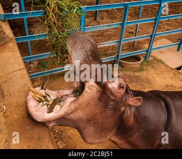 Porträt des Eatin-Hippopotamus in Niamey im Niger Stockfoto