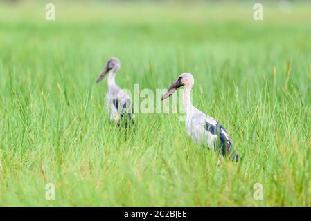 Zwei Vögel, die in Paar von asiatischen Openbill auf der Wiese sind Stockfoto