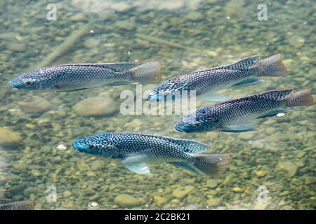 Schwarm blauer Tilapia (Oreochromis aureus). Die blaue Tilapia ist eine Art von Tilapia, ein Fisch aus der Familie Cichlidae, Native to Northern und Western A Stockfoto