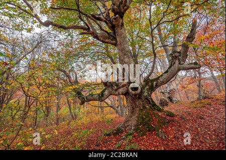 Alte Buche im Herbst Wald Stockfoto