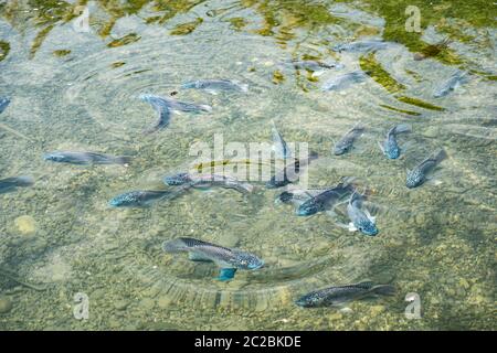 Schwarm blauer Tilapia (Oreochromis aureus). Die blaue Tilapia ist eine Art von Tilapia, ein Fisch aus der Familie Cichlidae, Native to Northern und Western A Stockfoto