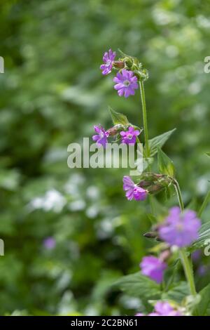 Rote Nelke CSilene dioica) Stockfoto