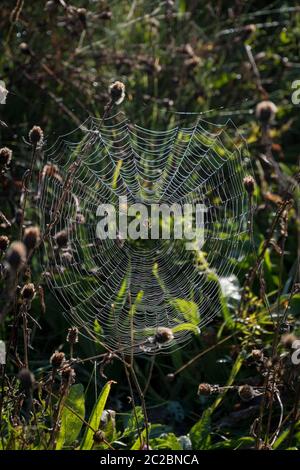 Eine runde Spinnennetz mit Tautropfen bedeckt, unter toten wilden Blumen, Gegenlicht der Sonne Stockfoto