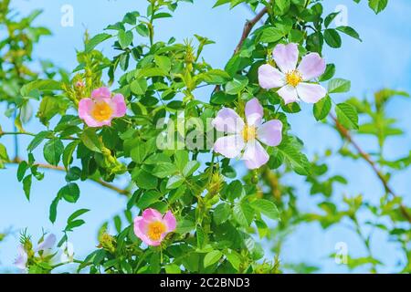Rosa Blumen der Rosa Multiflora Stockfoto