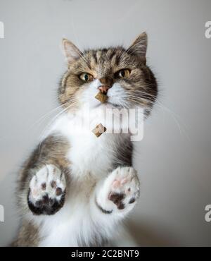 Ansicht von unten einer weißen britischen Kurzhaarkatze, die auf einem Glastisch im Innenbereich steht und riecht, und schaut auf die Kamera Stockfoto