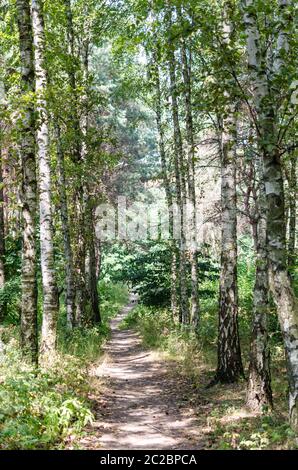 Wanderweg im Sommer Wald Stockfoto