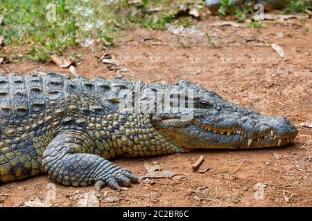 Große Arten von Madagaskar Krokodil, Crocodylus niloticus madagascariensis, vakona Private Reserve. Magagascar Wildnis und Wüste Stockfoto