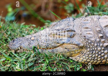 Große Arten von Madagaskar Krokodil, Crocodylus niloticus madagascariensis, vakona Private Reserve. Magagascar Wildnis und Wüste Stockfoto