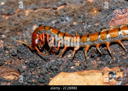 Tausendfüßler, Scolopendra im tropischen Regenwald, farankaraina Nationalpark, Madagascar Wildlife und Wüste Stockfoto