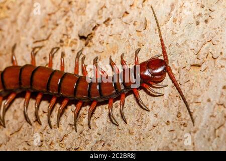 Tausendfüßler, Scolopendra im tropischen Regenwald, farankaraina Nationalpark, Madagascar Wildlife und Wüste Stockfoto