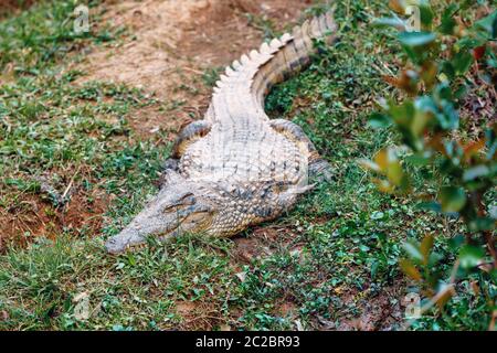 Große Arten von Madagaskar Krokodil, Crocodylus niloticus madagascariensis, vakona Private Reserve. Magagascar Wildnis und Wüste Stockfoto