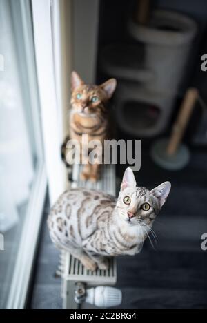 Zwei neugierige bengalische Katzen sitzen auf dem Strahler vor dem Fenster, das nach oben blickt. Ein kratzender Pfosten steht im Hintergrund Stockfoto