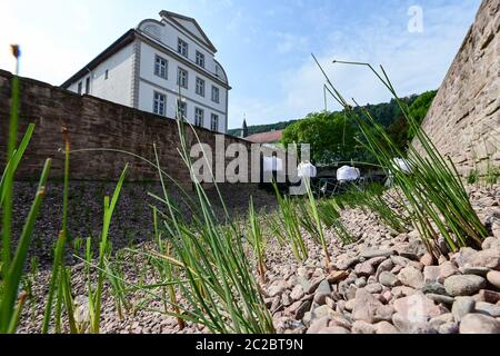 Bad Karlshafen, Deutschland. Juni 2020. Junge Wasserpflanzen ragen aus dem Kiesbett des Abzweigkanals des Hafenbeckens Bad Karlshafen heraus. Mit der Pflanzkampagne in der leeren Bucht vom Diemel zum Becken will die nordhessische Stadt das Algenproblem ihres neuen Hafens in den Griff bekommen. Quelle: Uwe Zucchi/dpa/Alamy Live News Stockfoto