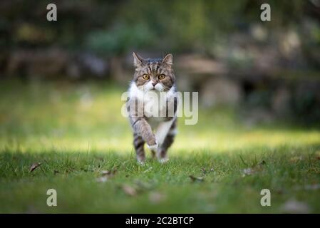 Tabby Britisch Kurzhaar Katze in Richtung Kamera im Hinterhof läuft. Die Katze direkt in die Kamera schaut ist Stockfoto