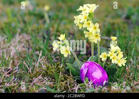 Ein rosa Osterei zwischen gelben Primeln auf der Wiese. Ein buntes Osterei im Gras Stockfoto