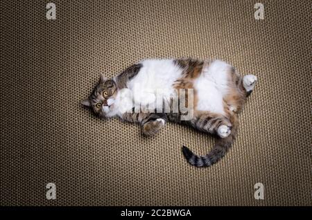 Hochwinkelansicht einer molligen gestromten weißen britischen Kurzhaarkatze, die auf dem Sisalteppich liegt Stockfoto