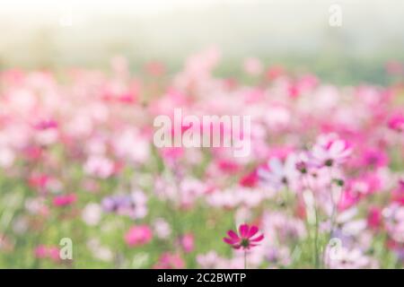 Weiche, selektiven Fokus von Kosmos, verschwommen Blume für Hintergrund, farbenfrohen Pflanzen Stockfoto