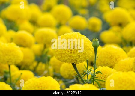 Ringelblumen Blumenfelder, selektiver Fokus Stockfoto