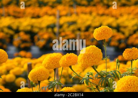 Orange Tagetes Blumenfelder, selektiven Fokus Stockfoto