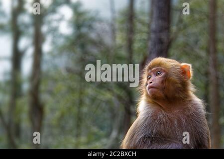 Chinesischer Affe, der links auf einem Wald schaut Stockfoto