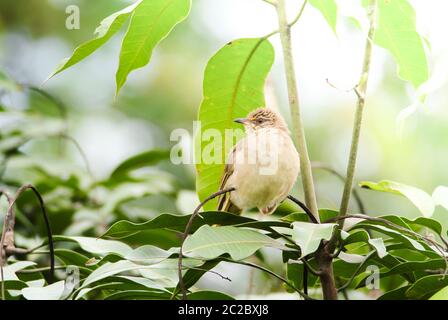 Streifen-eared Bulbul des branches​ Stand​ing auf in den Wald. Bird's in der Natur Hintergrund. Stockfoto