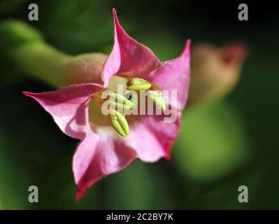 Blühende Tabakpflanze Nicotiana tabacum Stockfoto