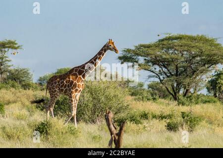 Giraffe Überquerung der Trail in Samburu Park im Zentrum von Kenia Stockfoto