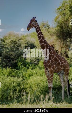 Giraffe Überquerung der Trail in Samburu Park im Zentrum von Kenia Stockfoto