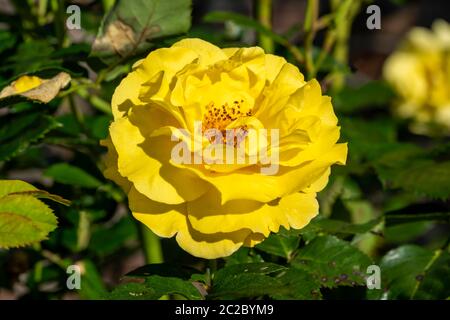 Rosa 'Korlillub' eine gelbe Doppelblüte Sommer Herbst Saison Pflanze mit einer Biene, die sich von ihren Pollen ernährt Stockfoto