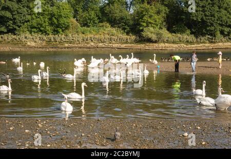 Ein kleiner Junge beobachtet eine Schreck von Mute Swans auf der Themse in Old Isleworth, London, Großbritannien Stockfoto