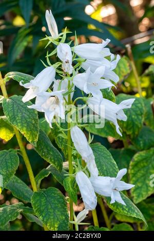 Campanula latifolia var macrantha 'Alba' eine weiße Sommerherbstblüte, die allgemein als Glockenblume bekannt ist Stockfoto