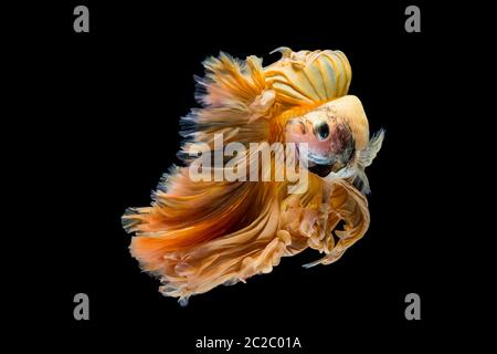 Gelb Gold betta Fisch, Siamese fighting fish auf schwarzem Hintergrund Stockfoto