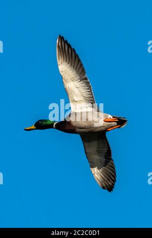 Männliche Mallard Duck (Anus platyrhynchos) Vogel im Flug mit einem klaren blauen Himmel Stockfoto