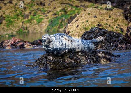 Grausiegel (Halichoerus grypus) ein großes wildes Tier Säugetier, das auf einem Felsen in Tenby Wales in Großbritannien ruht und als Atlantische Robbe oder Pferdekopfrobbe bekannt ist Stockfoto