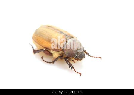 Maikäfer oder bug kann auf weißem Hintergrund Stockfoto