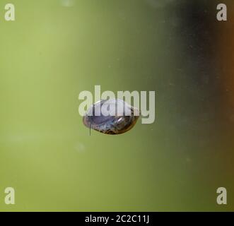 Das ist eine Nahaufnahme von Blasenschnecken, Eiern von Schnecken Stockfoto