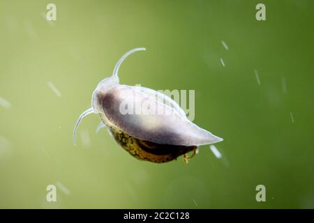 Das ist eine Nahaufnahme von Blasenschnecken, Eiern von Schnecken Stockfoto