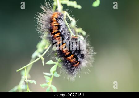 Caterpillar des Black moth Stockfoto