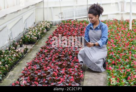 Arbeit auf dem Bauernhof und im Blumengarten. Frau im Vorfeld kontrolliert die Arbeit des Gewächshauses und schaut auf Plantagen Stockfoto