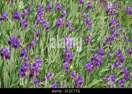 Deutsche Schwertlilie Iris x germanica vom kaiserlichen Stuhl Stockfoto