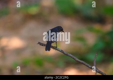 Oriental Magpie Robin Vogel sitzend auf einem Baum Stockfoto