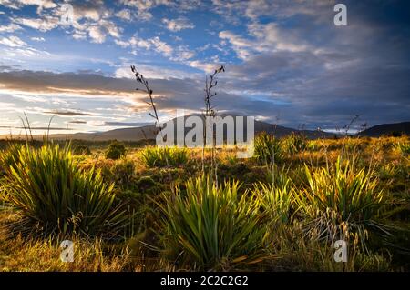 Goldenes Sonnenaufgangslicht über den Pflanzen des Tongariro Nationalparks auf Neuseelands Nordinsel, mit Mt Ruapehu in der Ferne. Stockfoto