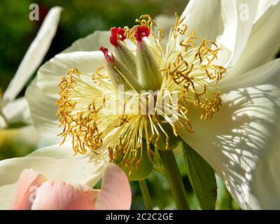 Makroweiße chinesische Pfingstrose (Paeonia lactiflora) Stockfoto