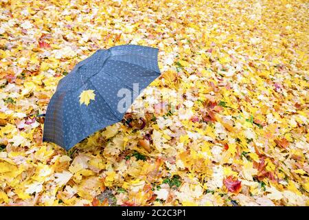 Einsame schwarze Regenschirm in einem Park mit Maple Leaves in nassen Herbst. Viel Platz auf der rechten Seite kopieren Stockfoto