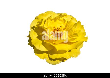 Rosa 'Korlillub' eine gelbe Doppelblume Sommer Herbst Saison Pflanze ausgeschnitten und isolieren auf einem weißen Hintergrund Stockfoto