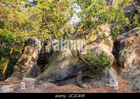 Naturlandschaft Teufelsmauer Harz bei Blankenburg Stockfoto