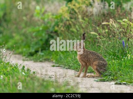 Braunhase (Wissenschaftlicher Name: Lepus Europaeus) großer, wachsamer Hase saß in natürlichem Farmland-Habitat, nach links gerichtet. Nahaufnahme. Platz für Kopie, Querformat Stockfoto