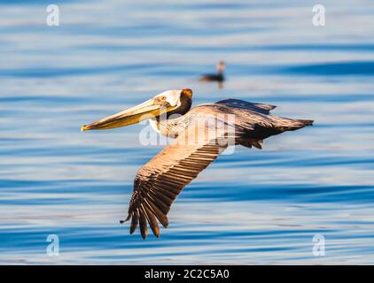 Am Morgen fliegt ein brauner Pelikan über die Saltonsee in Kalifornien Stockfoto